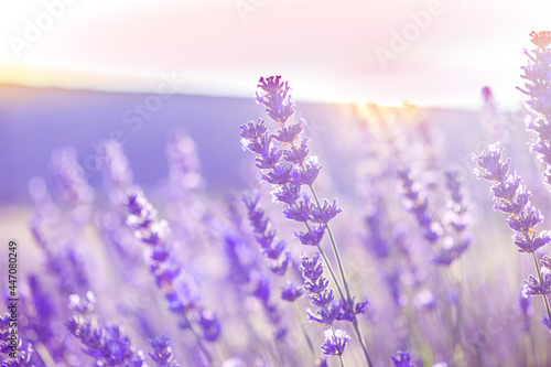 Fototapeta Naklejka Na Ścianę i Meble -  lavender field at sunset