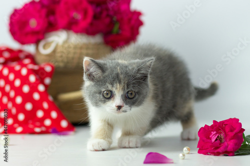 Cute British short hair cat. Little kitten plaing, looking at the camera. Red decor photo