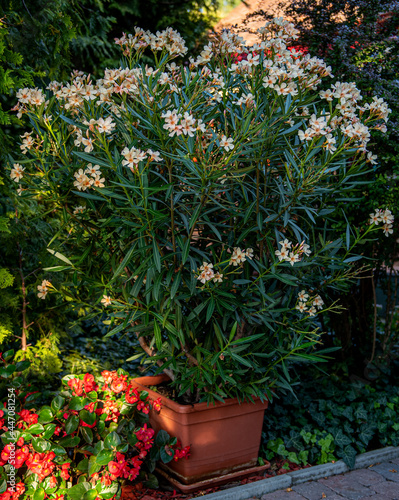 Nice oleander in the garden in summer