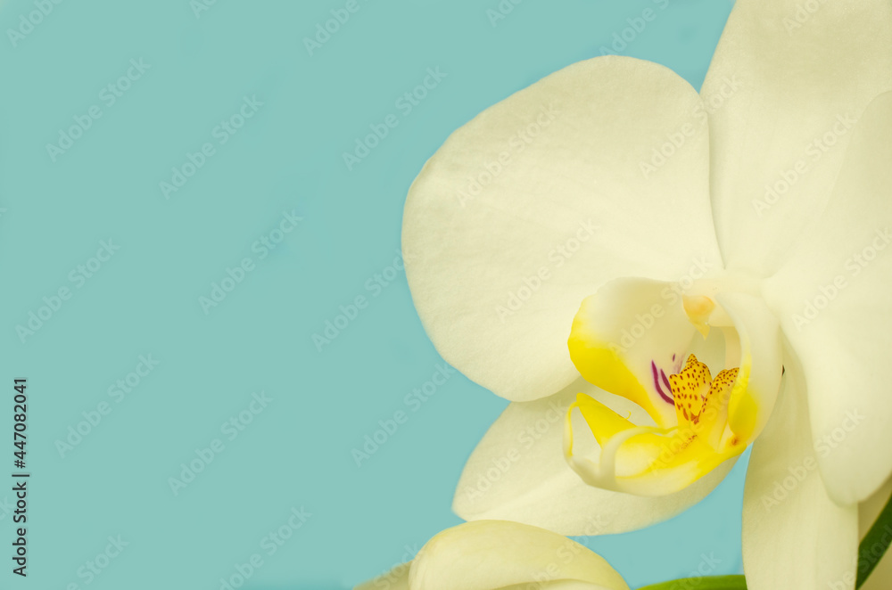 Fototapeta premium White orchid flower on blurred blue background