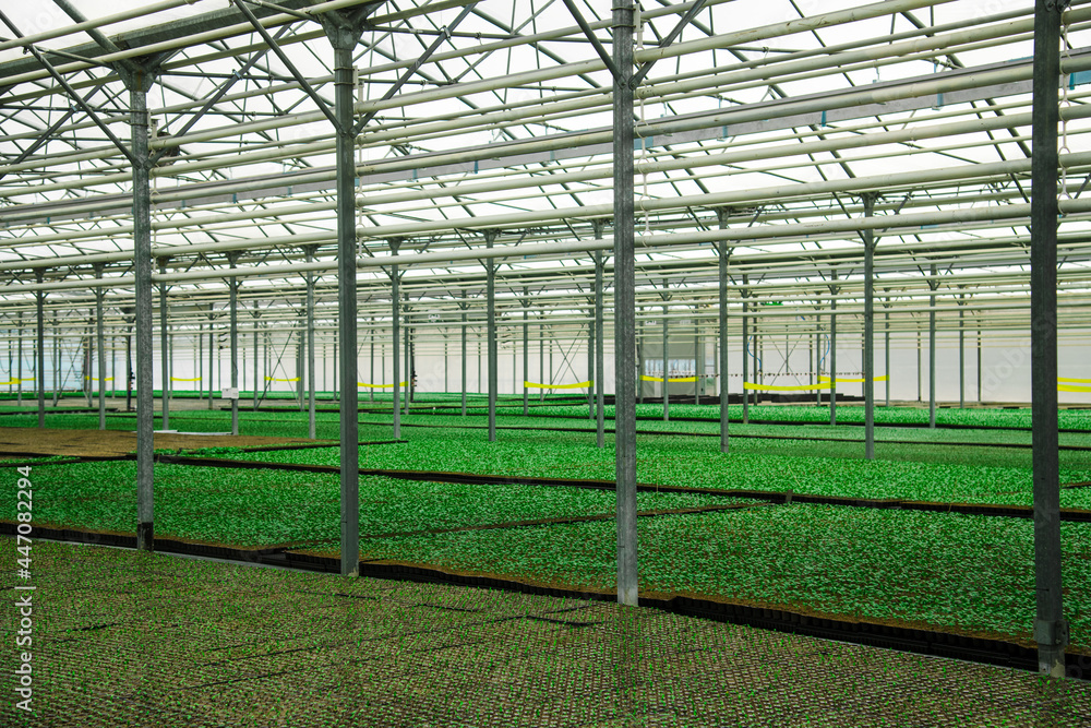 Naklejka premium Plants grow in a greenhouse