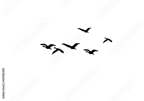 Silhouettes of flying birds on a white background.