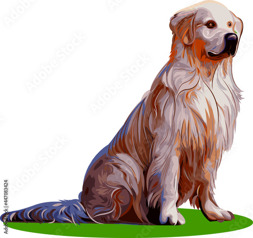 Labrador Retriever dog vector illustration isolated on white background