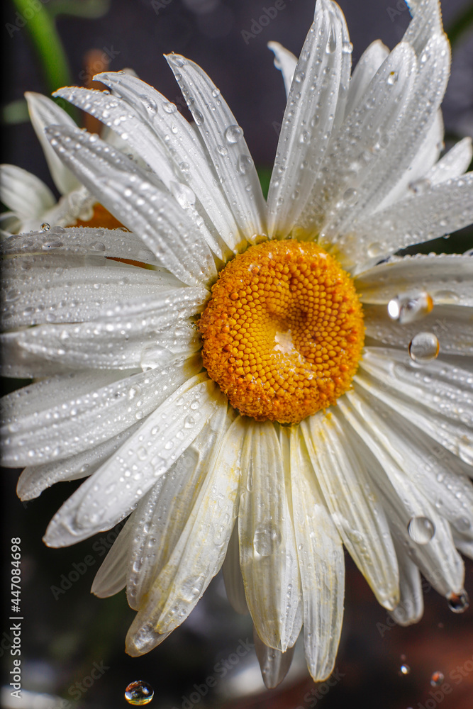 Fototapeta premium Beautiful and moody chamomile flowers composition.