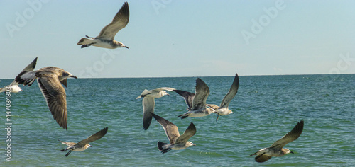 Captiva Island, Florida, United States. Laughing gulls flying near the coast.