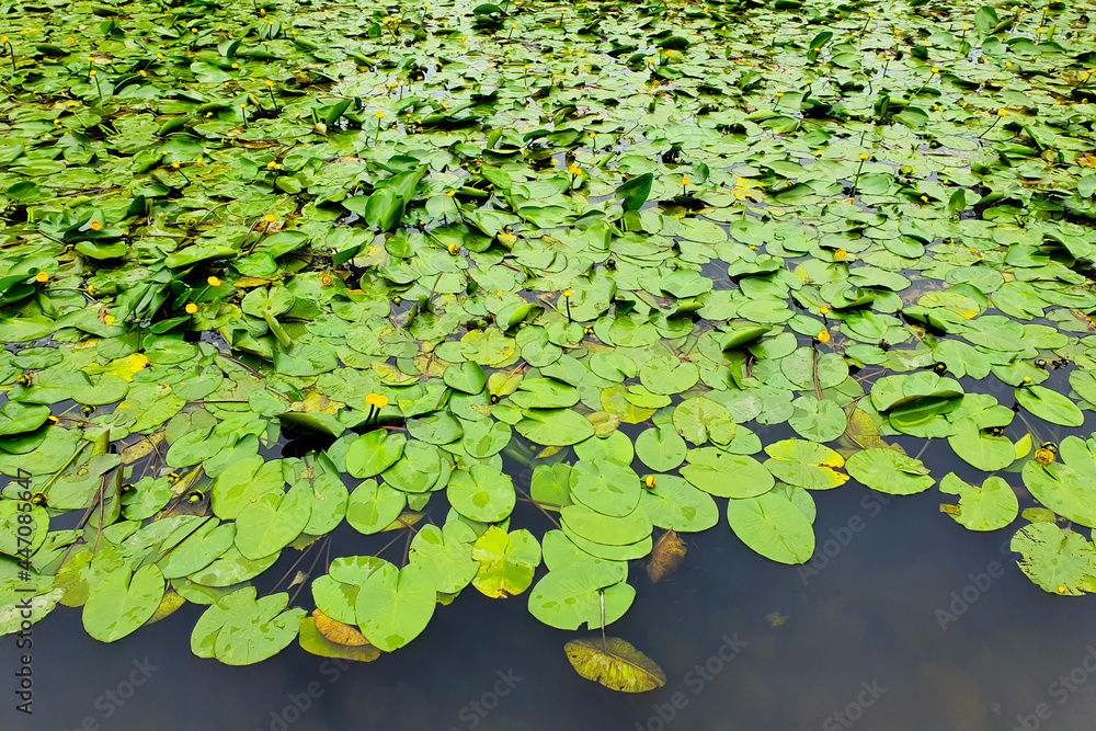 Water lily leaves a lot. Flowers nuphar lutea, waterlily, brandybottle, cow lily on lake Water lily leaves a lot. Flowers nuphar lutea, waterlily, brandybottle, cow lily on lake