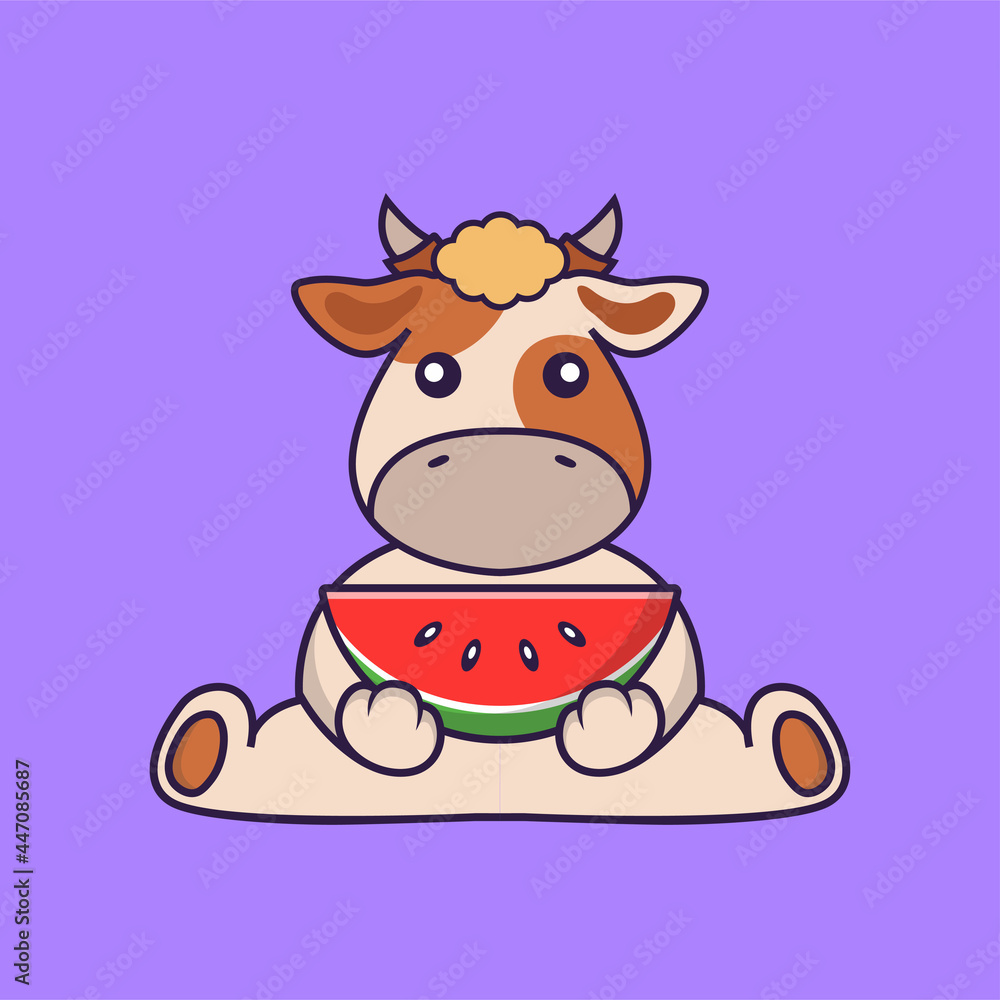 Fototapeta premium Cute cow eating watermelon.