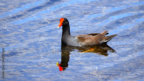 Foto One Common Gallinule swimming in still water
