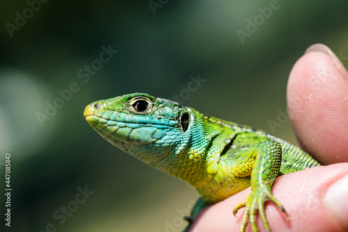 green lizard close up