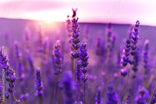 Canvas Print lavender field at sunset