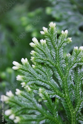 Closeup of a green fern plant 