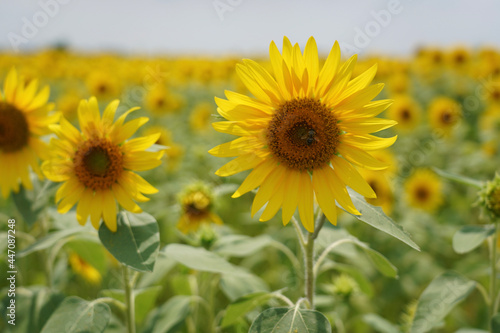 field of sunflowers