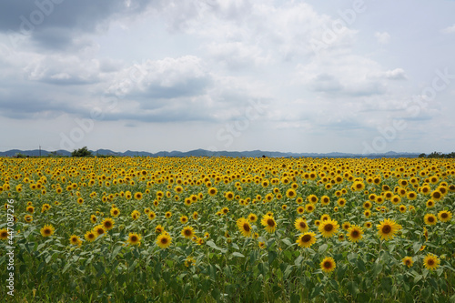 field of sunflowers