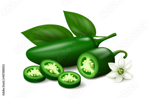 Unripe green jalapeño chili pepper, half of pod, three slices, flower and leaves isolated on white background. Realistic vector illustration.