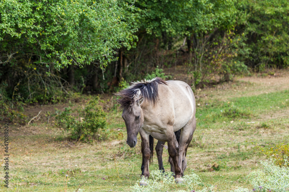 koniks wild horses in the nature reserve near freyburg koniks wild horses in the nature reserve near freyburg