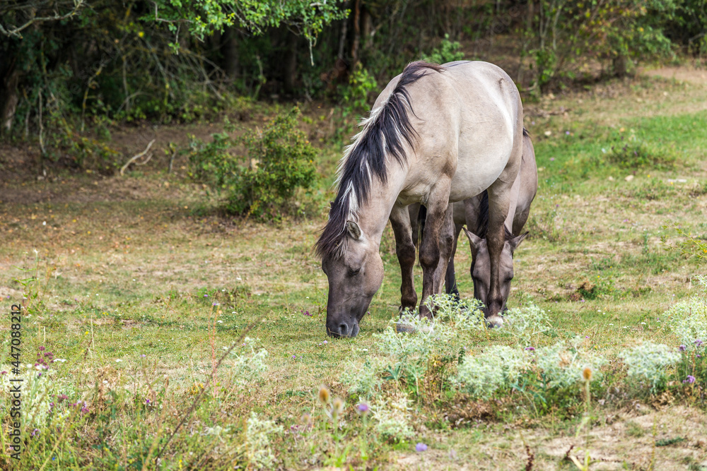 koniks wild horses in the nature reserve near freyburg koniks wild horses in the nature reserve near freyburg
