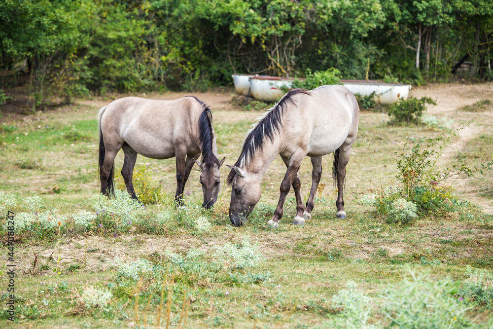 koniks wild horses in the nature reserve near freyburg koniks wild horses in the nature reserve near freyburg