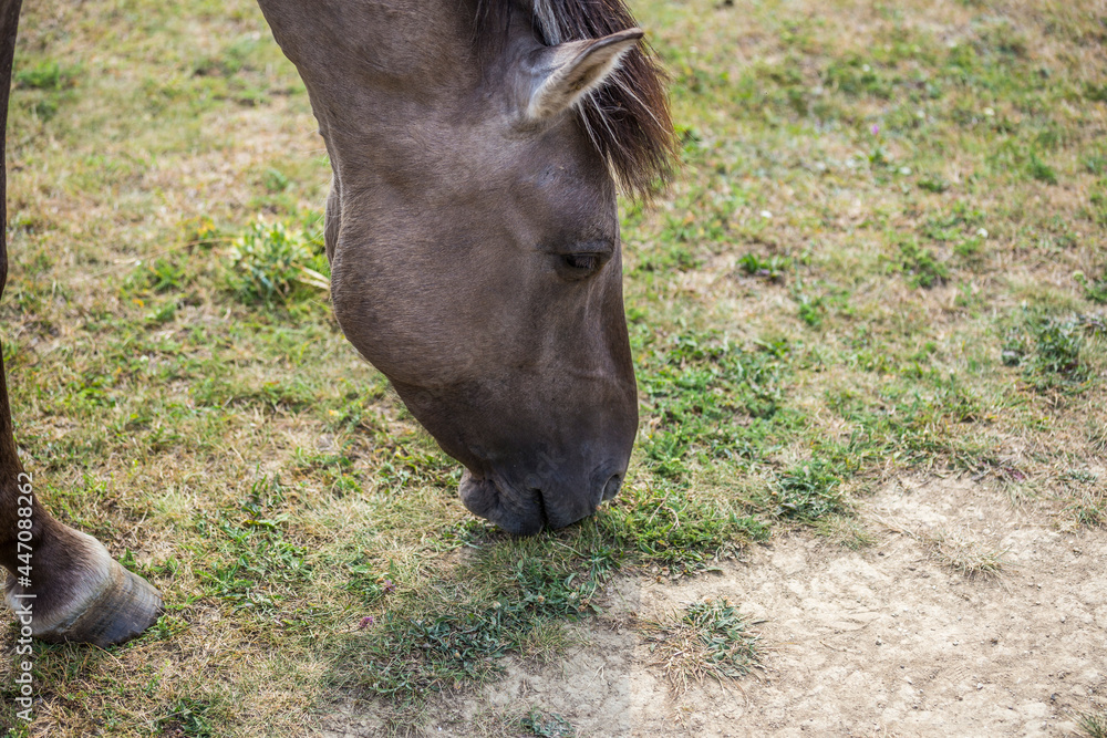 Fototapeta premium koniks wild horses in the nature reserve near freyburg