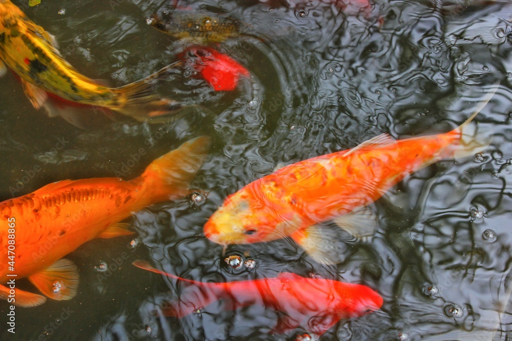 Bright orange koi fish swimming around in the pond looking for food. Bright orange koi fish swimming around in the pond looking for food.