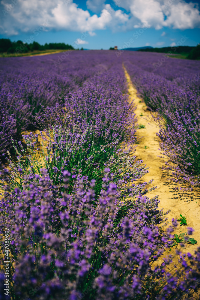 Naklejka premium long rows of lavender in the field