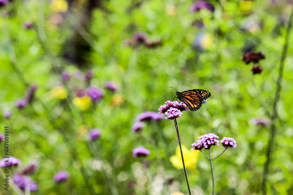 A Monarch Butterfly on a Purpletop Vervain A Monarch Butterfly on a Purpletop Vervain