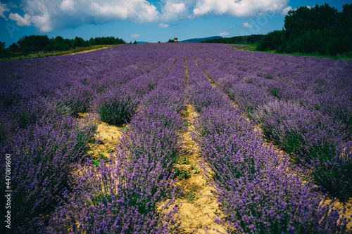 long rows of blooming lavender in the field