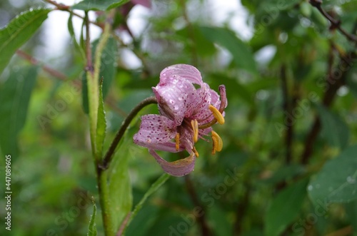 curly lily photo