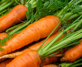 Crop of Fresh organic washed carrots with green tops