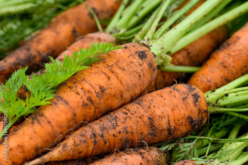 Crop of Fresh organic unwashed carrots with tops