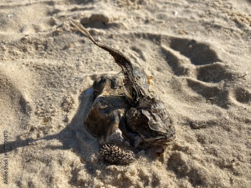 cat on the sand