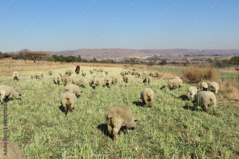 A rear view of a herd of beige colored pregnant sheep grazing on light green sorghum plants under a blue sky with hill tops on the horizon