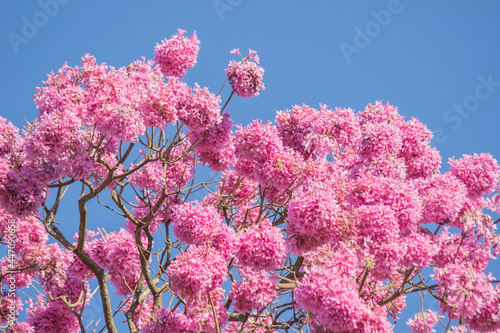 Pink Brazilian Savannah Flower Very pink, this flower is common in brazilian savannah.