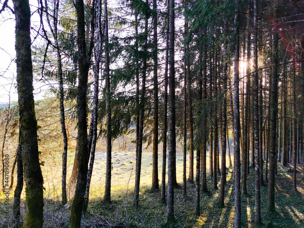 A l’orée du bois, sapinière dans le Jura
