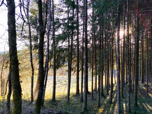 A l   or  e du bois  sapini  re dans le Jura