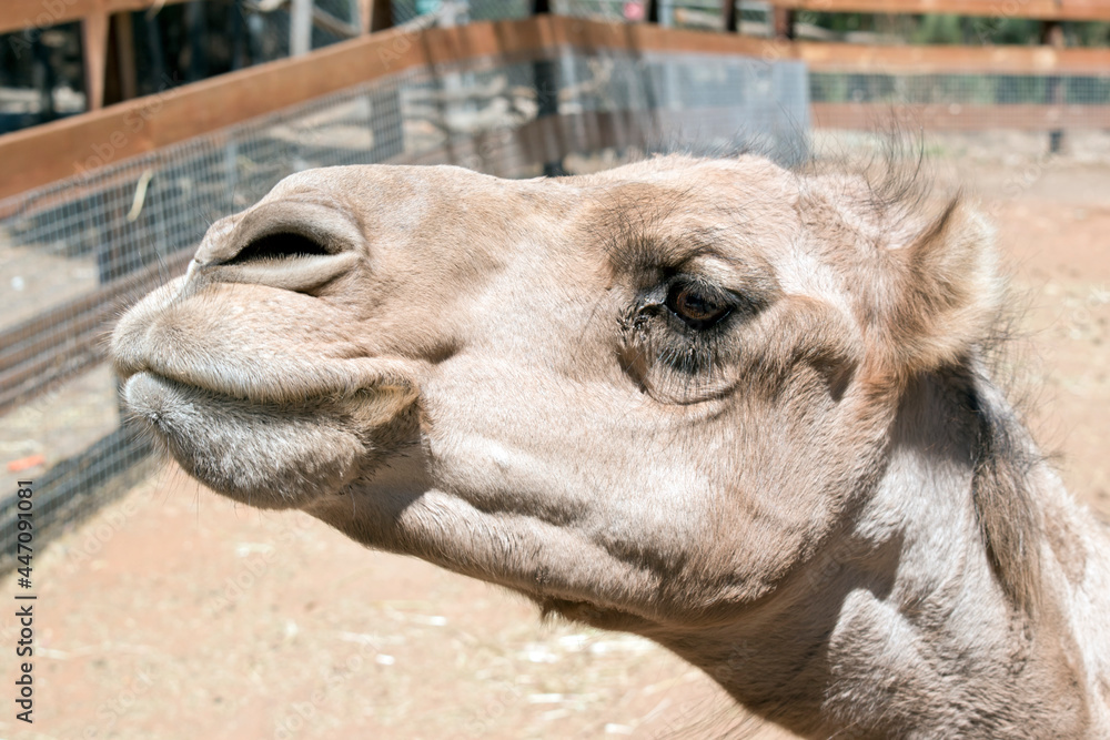 Fototapeta premium this is a side view of a camel