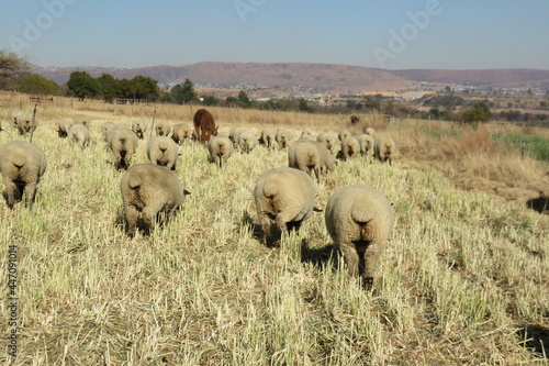 A rear view of a herd of beige colored pregnant sheep grazing on light green sorghum plants under a blue sky with hill tops on the horizon