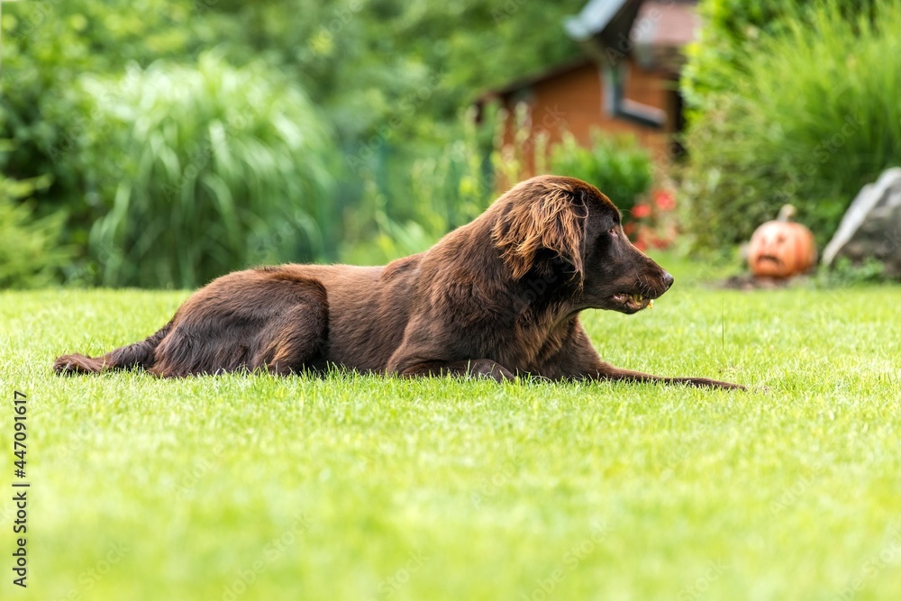 Typical Flat Coated Retriever in the meadow. Dog on a green field. Typical Flat Coated Retriever in the meadow. Dog on a green field.