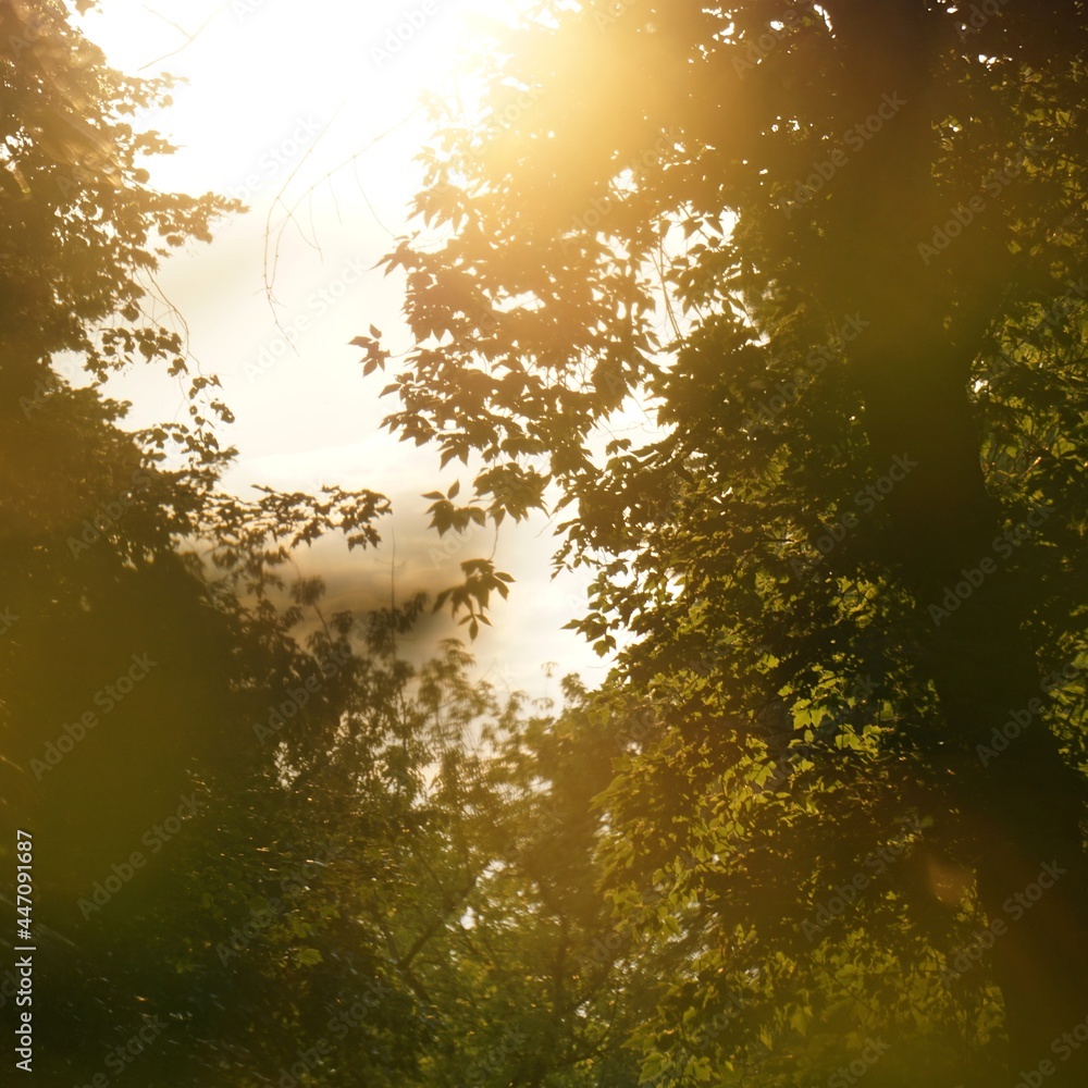 sunset in the forest sunset in the forest