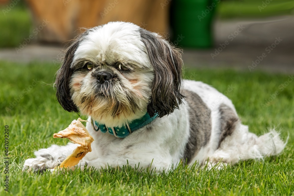Foto de Shih Tzu dog breed in an outdoor. Small dog on a green field