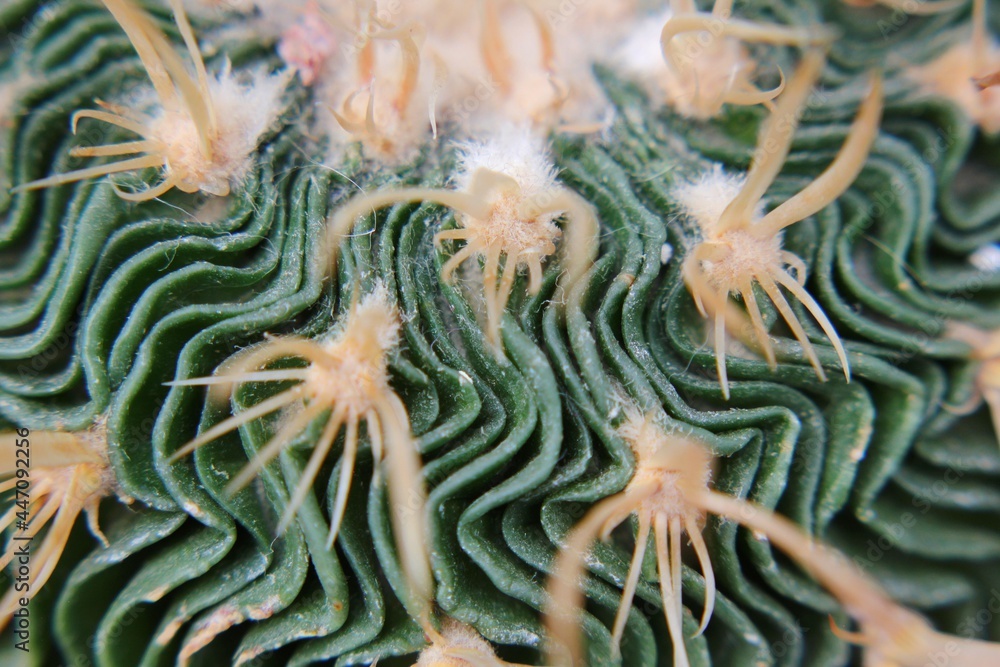 Fototapeta premium Closeup of a desert cactus 