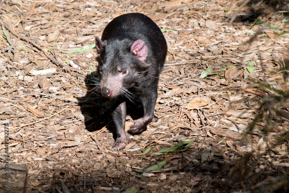 the Tasmanian devil is a black marsupial with brown eyes a sharp cutting teeth the Tasmanian devil is a black marsupial with brown eyes a sharp cutting teeth