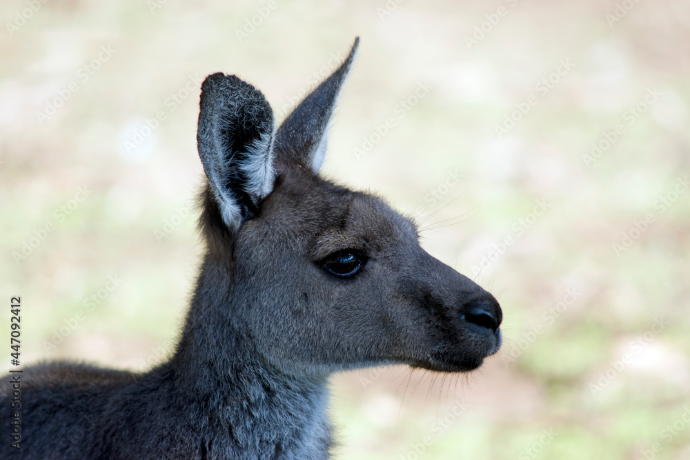 this is a side view of a western grey  kangaroo
