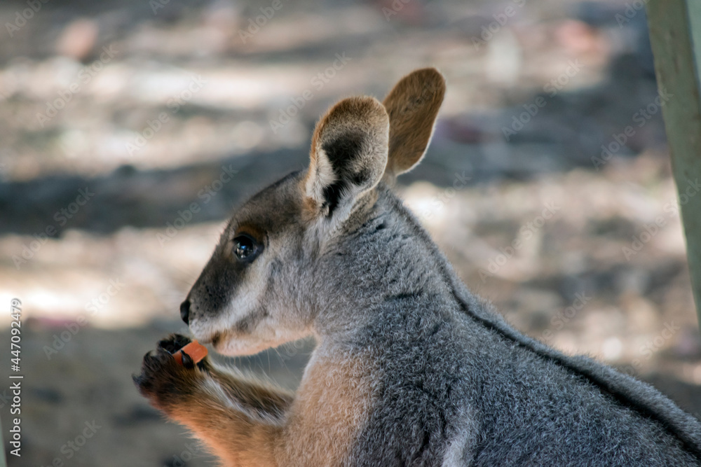 Fototapeta premium this is a close up of a yellow footed rock wallaby eating a carrot