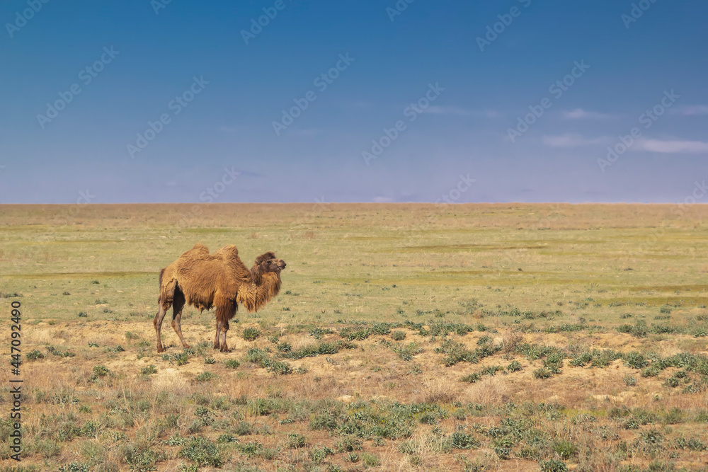 Lonely camel in the vastness of the veldt against the background of a blue sky with clouds on a sunny day