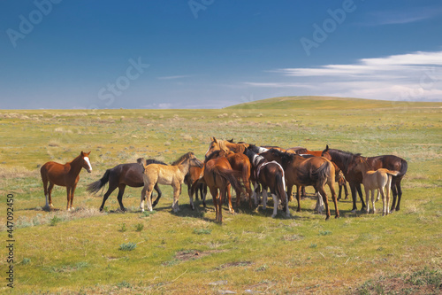 Herd of horses with foals on the vastness of the veldt against the background of a blue sky with clouds on a sunny day © alexey_arz