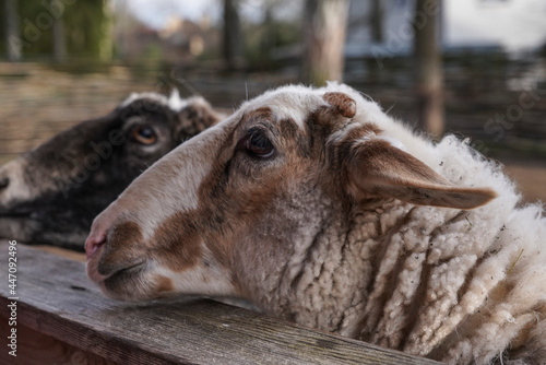 Goat on the farm