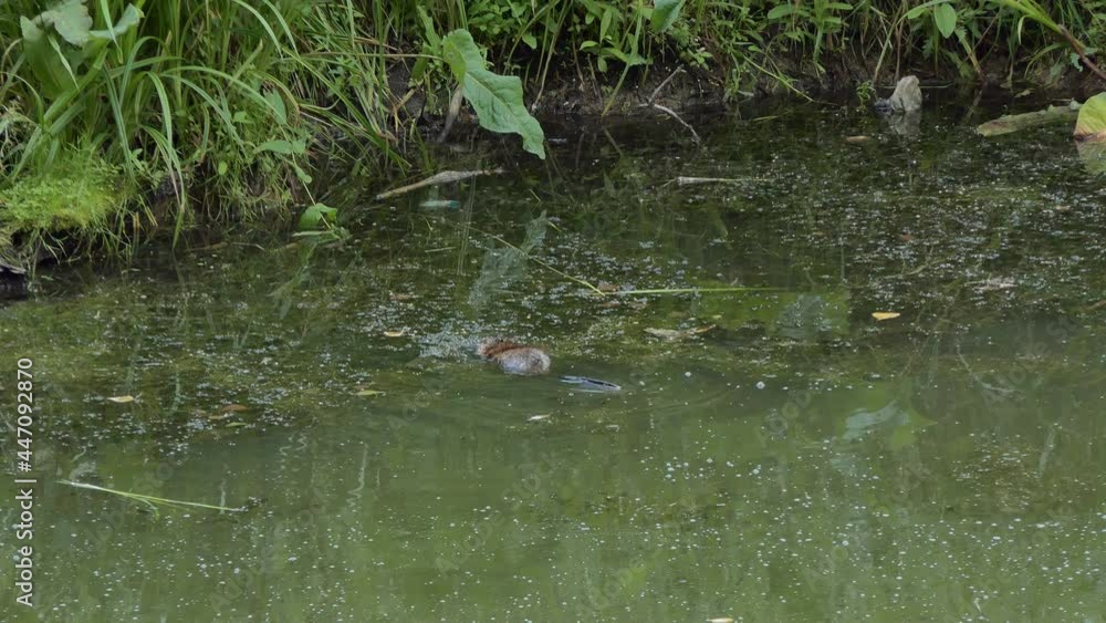 Wild life, animals. A muskrat swims through a swampy pond and stops for food. Siberia. Wild life, animals. A muskrat swims through a swampy pond and stops for food. Siberia.