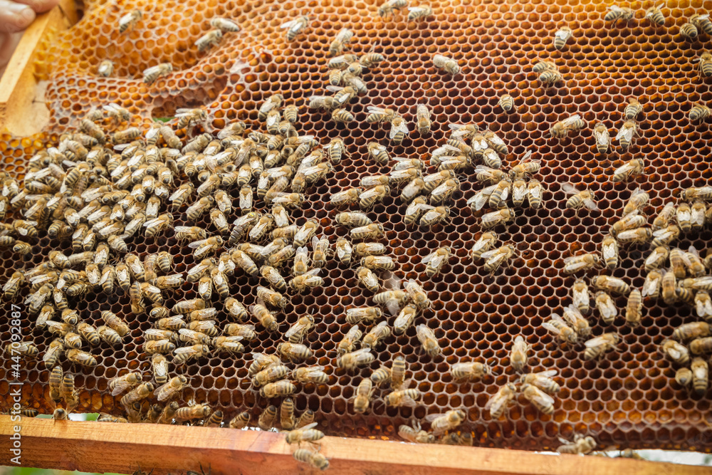 Worker bees on honeycombs in beehives in an apiary. Frame with honeycomb close-up, view of working bees on the honeycomb. Close-up Worker bees on honeycombs in beehives in an apiary. Frame with honeycomb close-up, view of working bees on the honeycomb. Close-up
