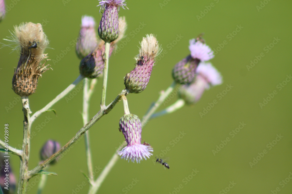 Creeping thistle with insects in bloom closeup view of it Creeping thistle with insects in bloom closeup view of it
