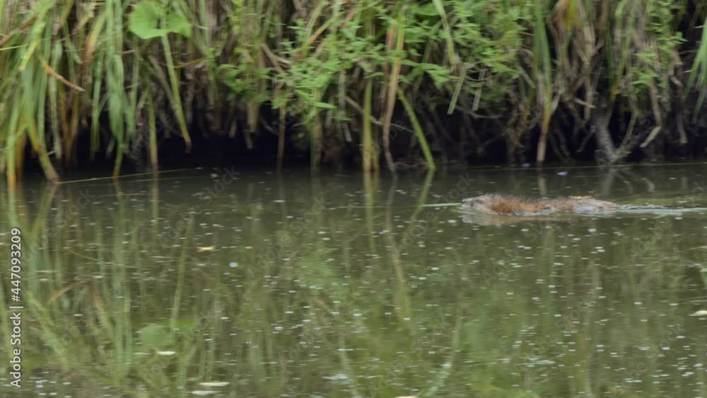 Wild life, animals. A muskrat swims through a swampy pond past a fallen tree . Siberia. Wild life, animals. A muskrat swims through a swampy pond past a fallen tree . Siberia.